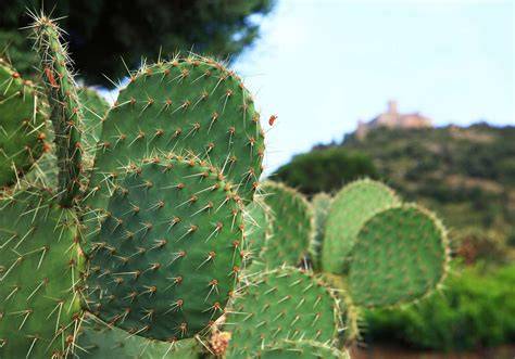 Thorny, Prickly & Spiky Hedges for Security| Hedges Direct | Page 2 - raincitystudios.com