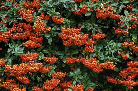 Thorny Hedge Plants | Prickly Security Hedging - raincitystudios.com