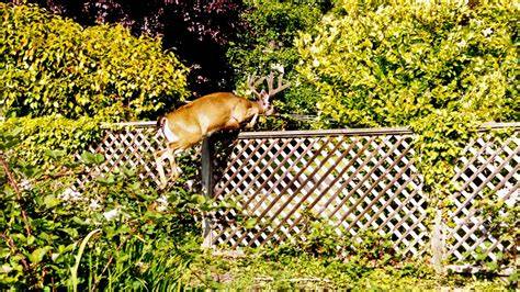 Thorny Hedges Can Keep Deer Out - Horticulture - raincitystudios.com