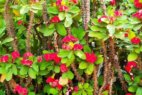 Thorny Hedges of Exotic Plants - Best Landscape Ideas - raincitystudios.com