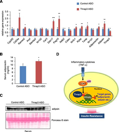 THRAP3 - Thyroid hormone receptor-associated protein 3 - Function