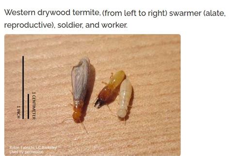 Thrasher Termite & Pest Control, Inc. | Los Gatos, CA - coolestguyplanet.net