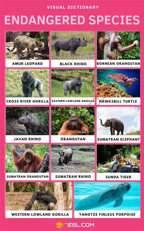 Threatened and Endangered Species - raincitystudios.com