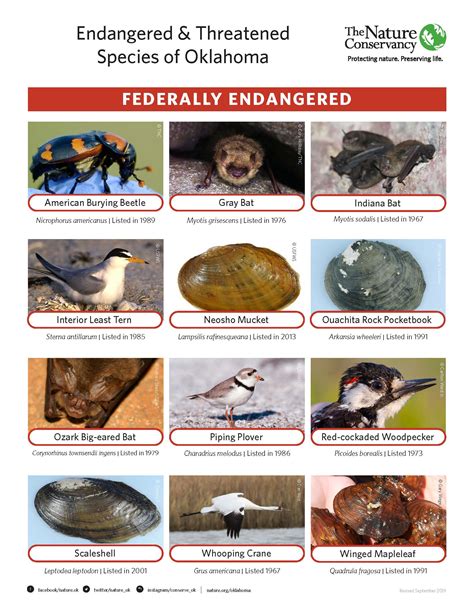 Threatened species | Environment, land and water - raincitystudios.com