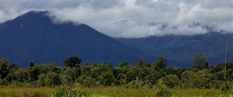 Threats to Gunung Palung National Park - raincitystudios.com