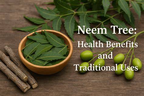 Three Easy Neem Oil Uses - raincitystudios.com