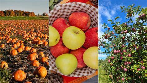 Three Of The Best Apple Orchards To Visit In South … - raincitystudios.com