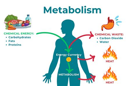 Three simple hacks you can do to reset your metabolism and get rid of ... - balustradellc