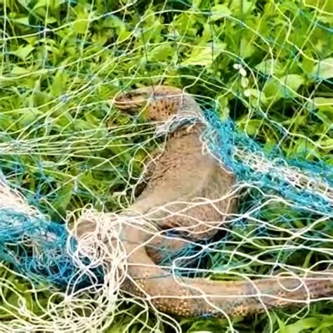 Throwing a Net… But Caught a Giant Monitor Lizard! - balustradellc