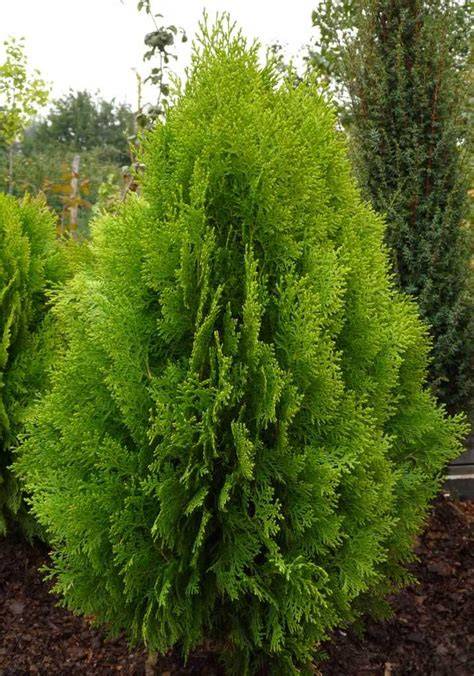 Thuja orientalis (Oriental Arborvitae) - Gardenia - raincitystudios.com