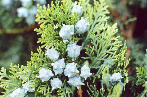 Thuja orientalis | Landscape Plants | Oregon State University - raincitystudios.com
