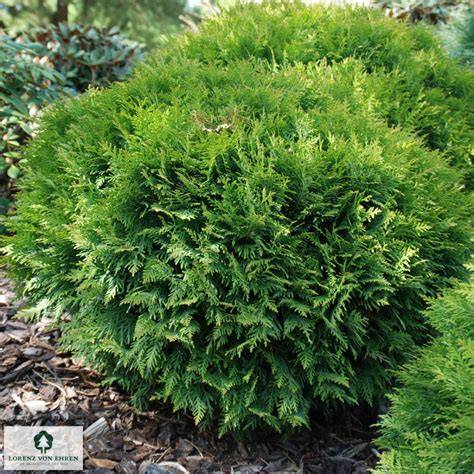 Thuja - raincitystudios.com