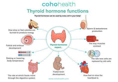 Thyroid: What It Is, Function & Problems - Cleveland … - muktibox.com