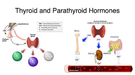 Thyroid and Parathyroid Hormones - Endocrine Society - muktibox.com