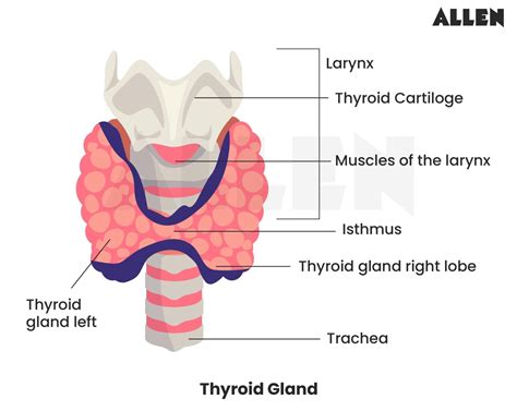 Thyroid Gland Overview - HealthCentral - muktibox.com