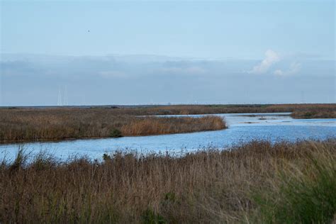 Tidal Marshes | Adapt CT - University of Connecticut - muktibox.com