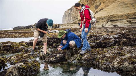 Tidepooling 101 - California Academy of Sciences - muktibox.com