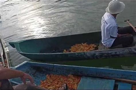 Tiga Kwintal Red Devil Dikeluarkan dari Danau Batur - balustradellc