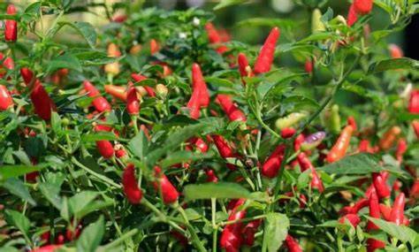 Tiga Varietas Cabai Rawit (Capsicum frutescens L.) di Lahan Pasir ... - raincitystudios.com