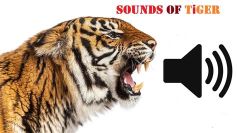 TIGER ROAR SOUNDS 1 HOUR - YouTube