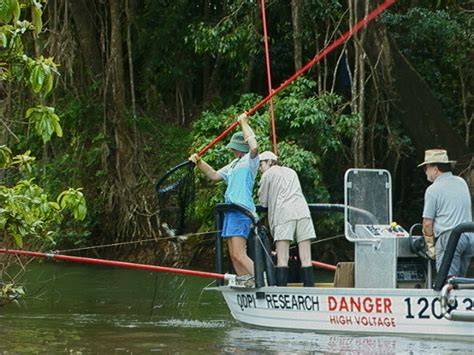 Tilapia control methods and their effectiveness - raincitystudios.com