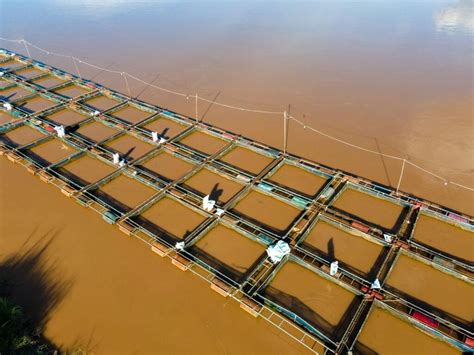 Tilapia Farm Raised - balustradellc