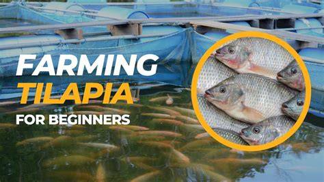 Tilapia Farming 2026: No Til, Fish Farming Tips - raincitystudios.com