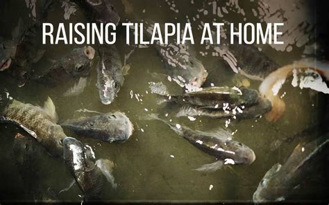 Tilapia farming at home - Turn your backyard into a tilapia farm - balustradellc