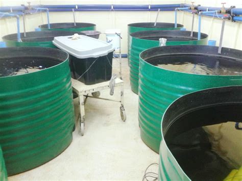 Tilapia Farming In South Africa – For Beginners - balustradellc