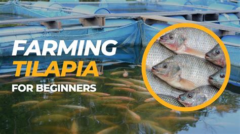 Tilapia Farming Process - From Spawning to Harvest - balustradellc