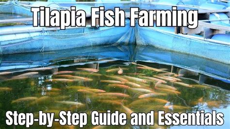 Tilapia Fish Farming, Step by Step Guide and Essential Tips - balustradellc