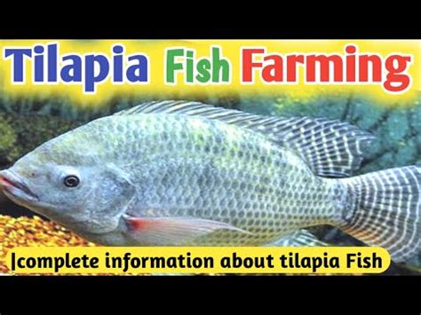 Tilapia Fish Farming Information And A Complete A to … - balustradellc