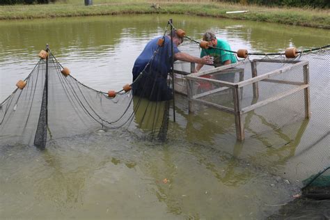 Tilapia Fish Farming Pond India - balustradellc