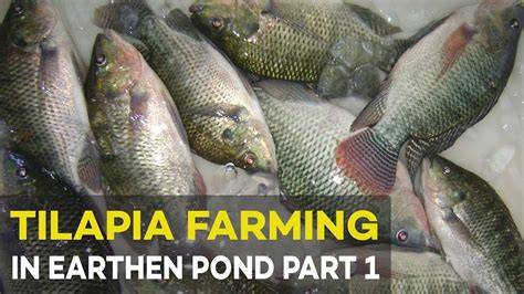 Tilapia Fishpond Culture Guide | PDF | Soil | Pond - raincitystudios.com