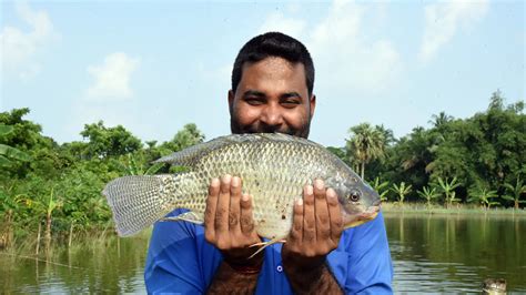 Tilapia In India - balustradellc