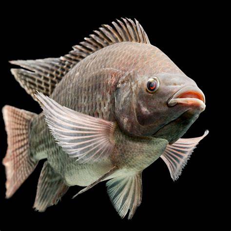 Tilapia - Southeastern Pond Management - raincitystudios.com