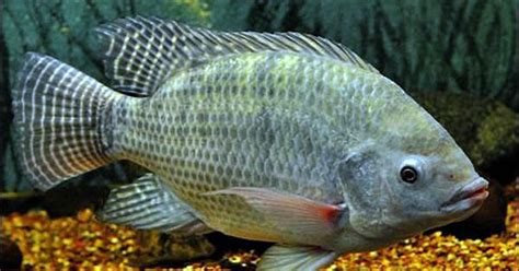 Tilapia Real Fish - balustradellc