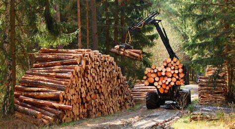 Timber harvesting: A process of many … - raincitystudios.com