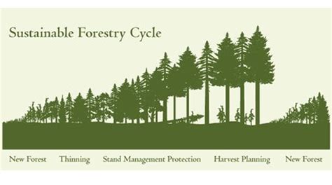 Timber Harvesting: Comprehensive Guide for Sustainable Forestry - raincitystudios.com