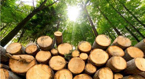 Timber Investments: Real Asset Investment Guide - raincitystudios.com