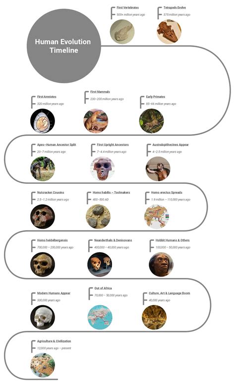 Timeline of human evolution - wintechmobiles.com