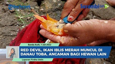 Tindaklanjuti Penanganan Ikan Red Devil di Danau Toba, Bupati Toba ... - balustradellc
