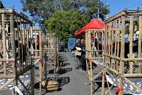 Tingkatkan kualitas ayam pelung melalui kontes - balustradellc