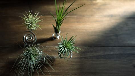 Tiny Air Plant Holder - Etsy - muktibox.com