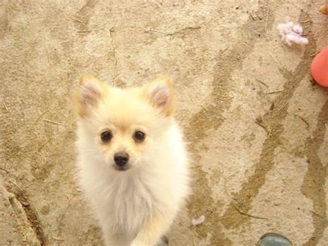 TINY TOY BROWN FEMALE CKC REGISTERED in Fredericksburg, Virginia …