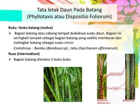 Tipe dan Pengertian Phyllotaxis Daun - wintechmobiles.com