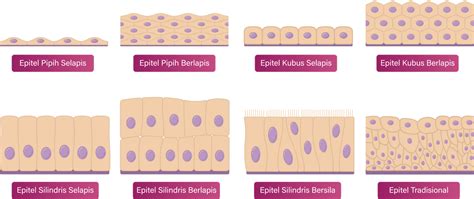 Tipe Epitel - muktibox.com
