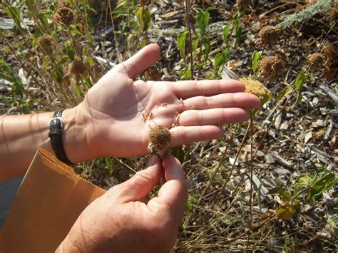 Tips and Tricks for Collecting Native Seeds - Northern … - raincitystudios.com