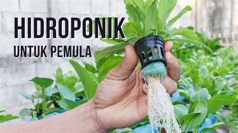 Tips Berkebun Hidroponik di Rumah - balustradellc
