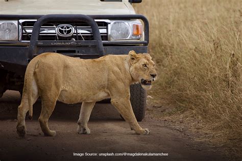 Tips Bertahan Hidup Saat Menghadapi Hewan Buas di … - balustradellc